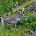 Rivdnji Smorfjord Prázdninový dům