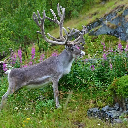 Rivdnji Smorfjord Nyaraló