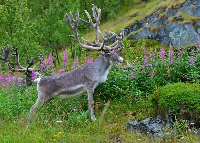 Rivdnji Smorfjord Casa vacanze